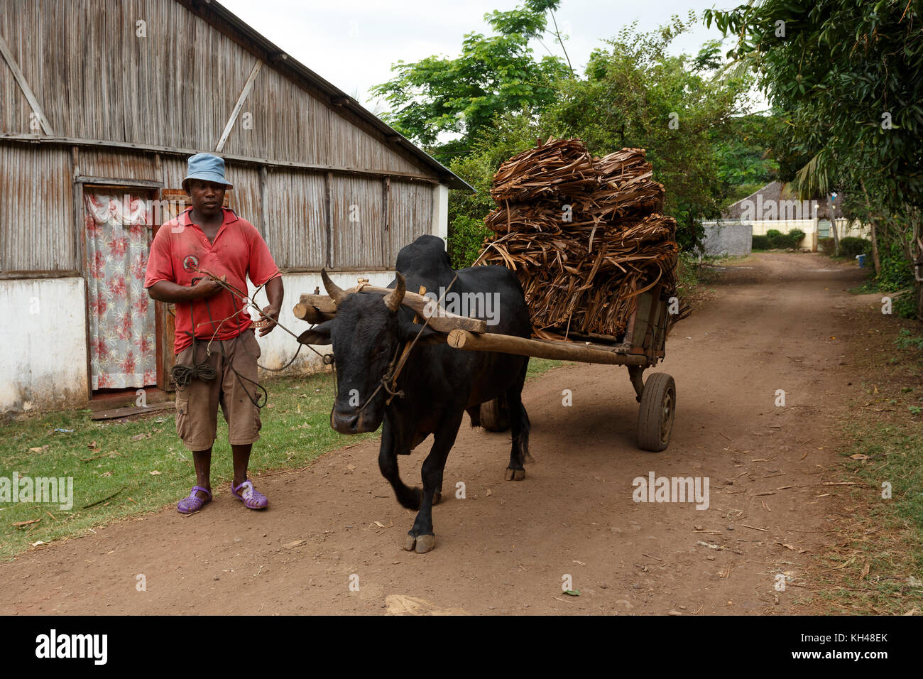 NOSY BE ,MADAGASCAR - NOVEMBER 3.2016 Malagasy farmer riding ox cart in Nosy Be. Ox carts are widely used in Madagascar rural areas. Nosy be, Madagasc Stock Photo