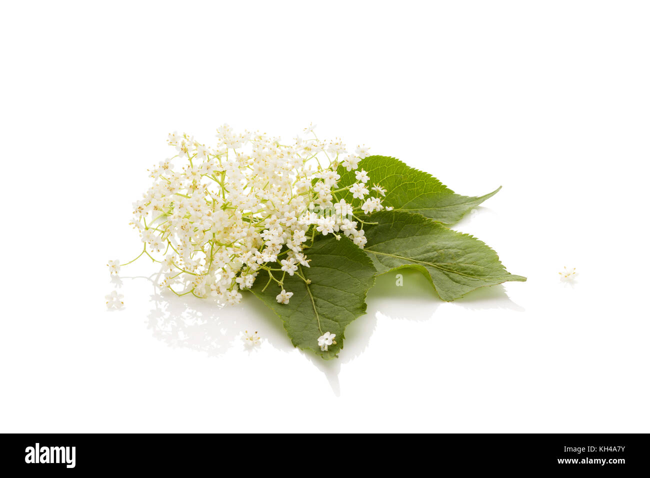 Elderberry flower (Sambucus nigra) isolated on a white background. Medicinal plant. Natural remedy. Stock Photo