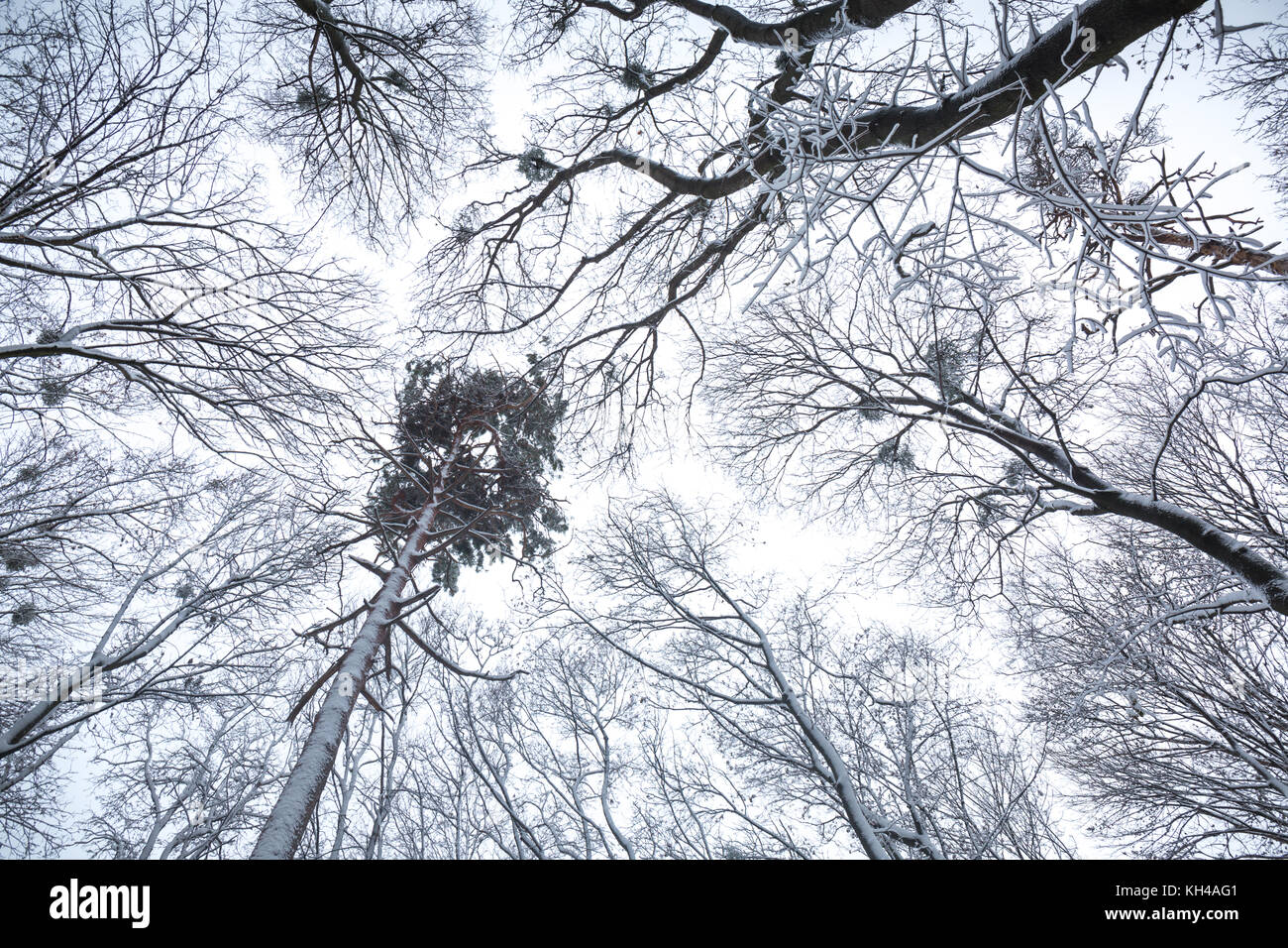 view from below on snow-covered trees in the forest Stock Photo - Alamy