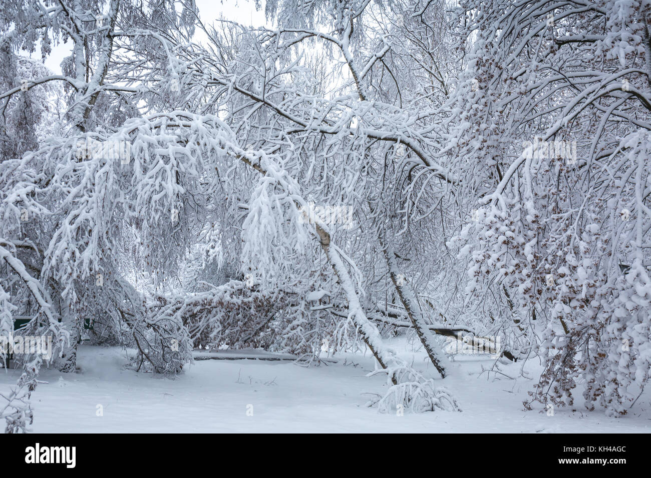 Beautiful winter snowy landscape in the park Stock Photo - Alamy