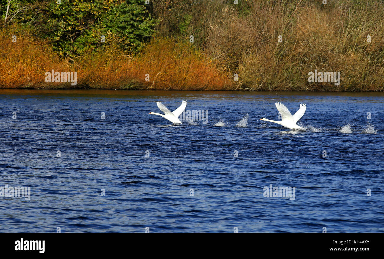 Mute Swan that is the national bird of Denmark famous for fairy tales