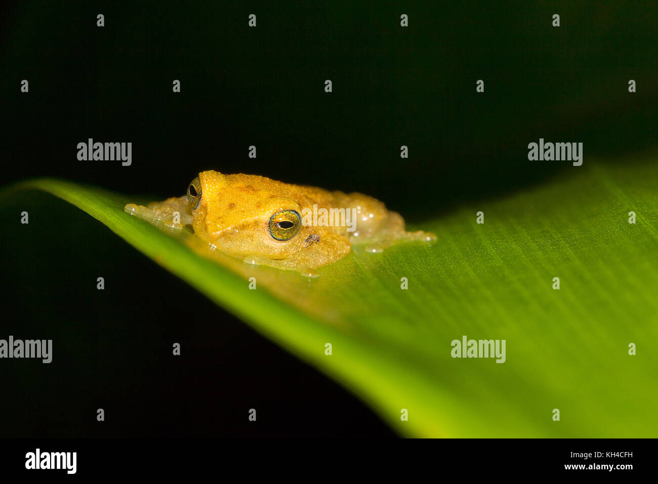 Blue eyed bush frog, Philautus neelanethrus, Raorchestes luteolus Agumbe, Karnataka, India Stock Photo