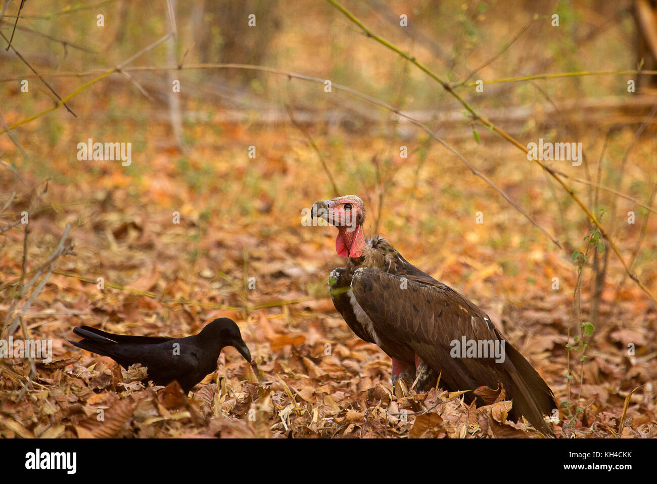 Large Billed Crow, Corvus macrorhynchos and Red Headed Vulture, Sarcogyps calvus, Bandhavgarh Tiger Reserve, Madhya Pradesh, India. Endangered Species Stock Photo