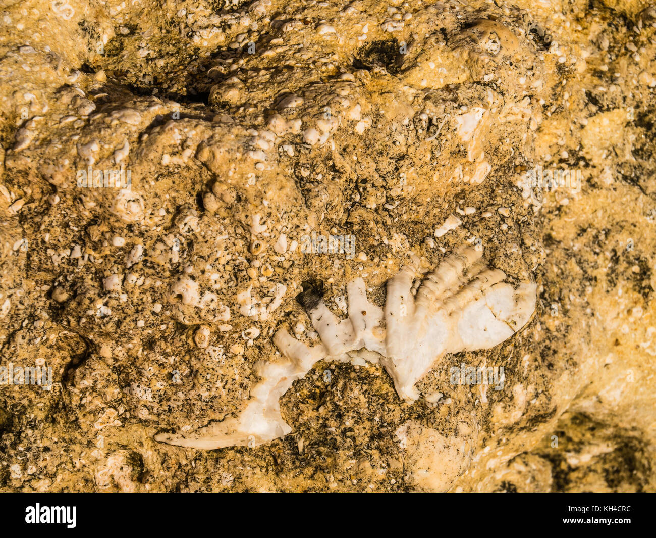 Shells trapped in layers of sandstone on the beach at Gale on the ...
