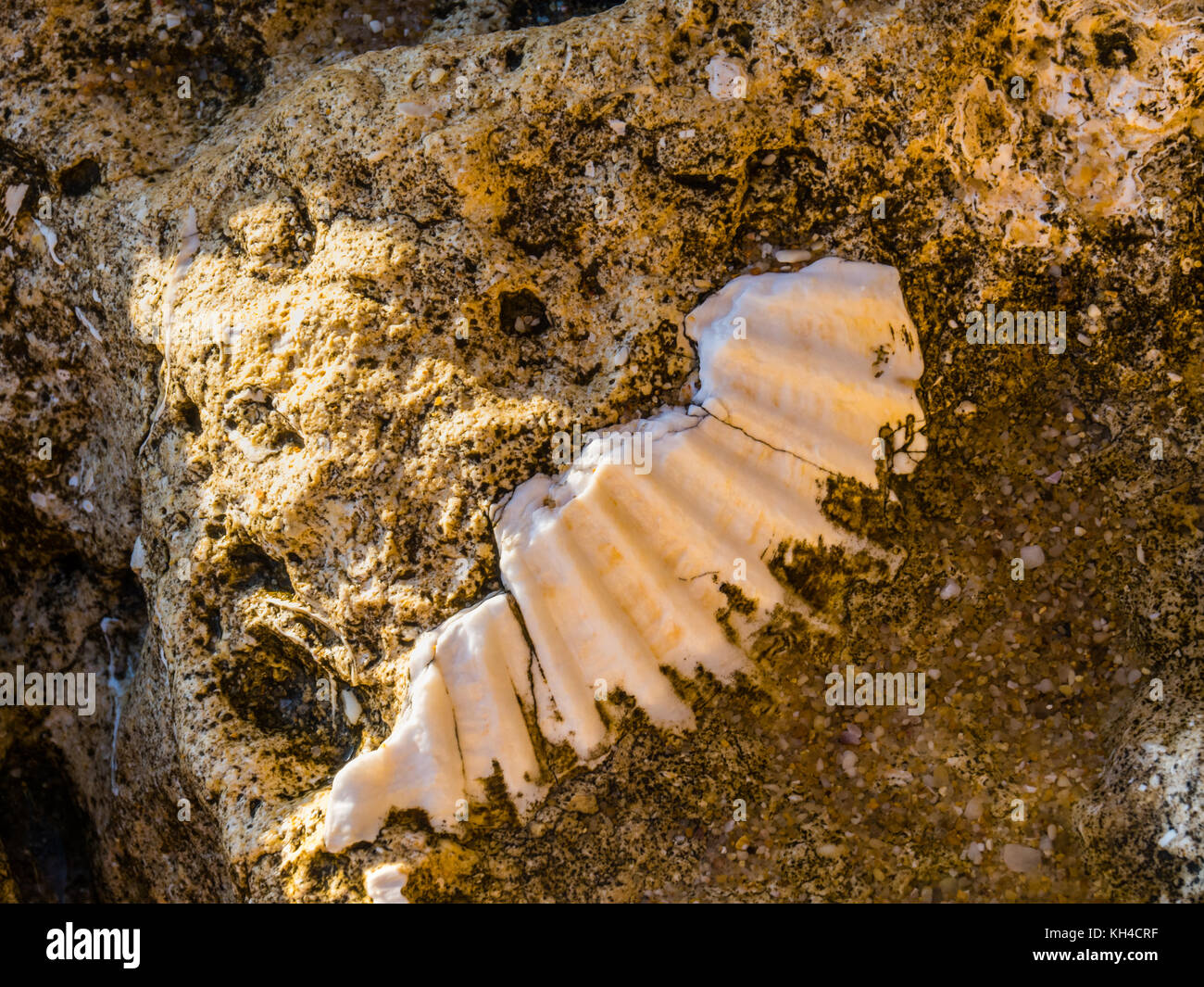 Shells trapped in layers of sandstone on the beach at Gale on the ...