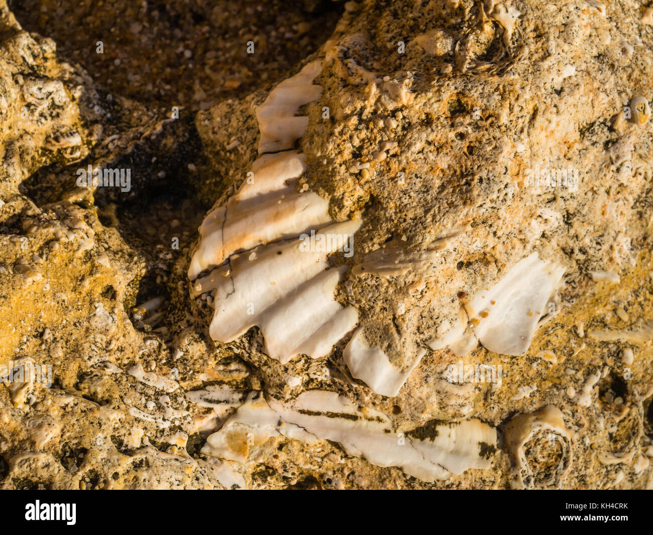 Shells trapped in layers of sandstone on the beach at Gale on the ...