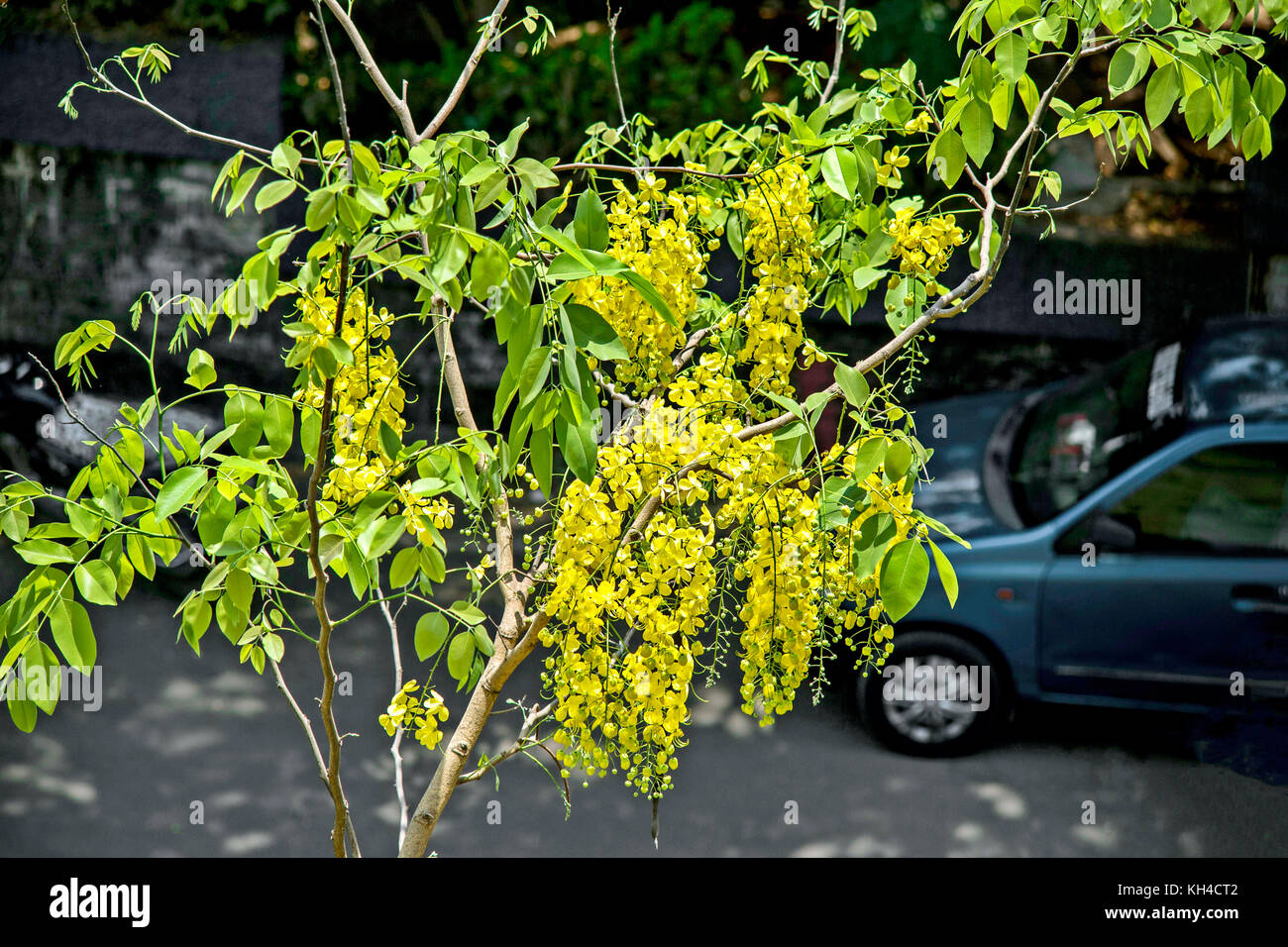 golden shower tree, India, Asia Stock Photo