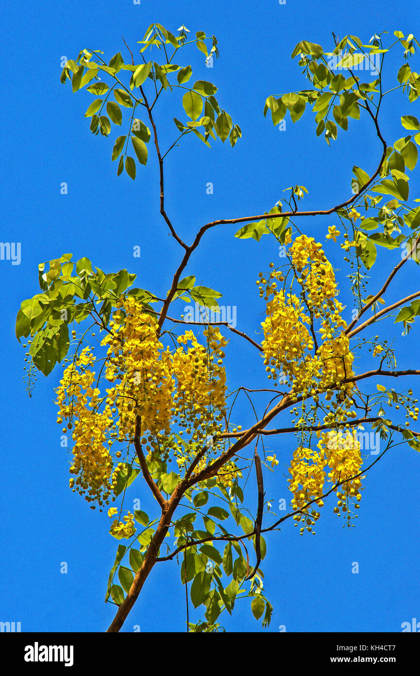 golden shower tree, India, Asia Stock Photo