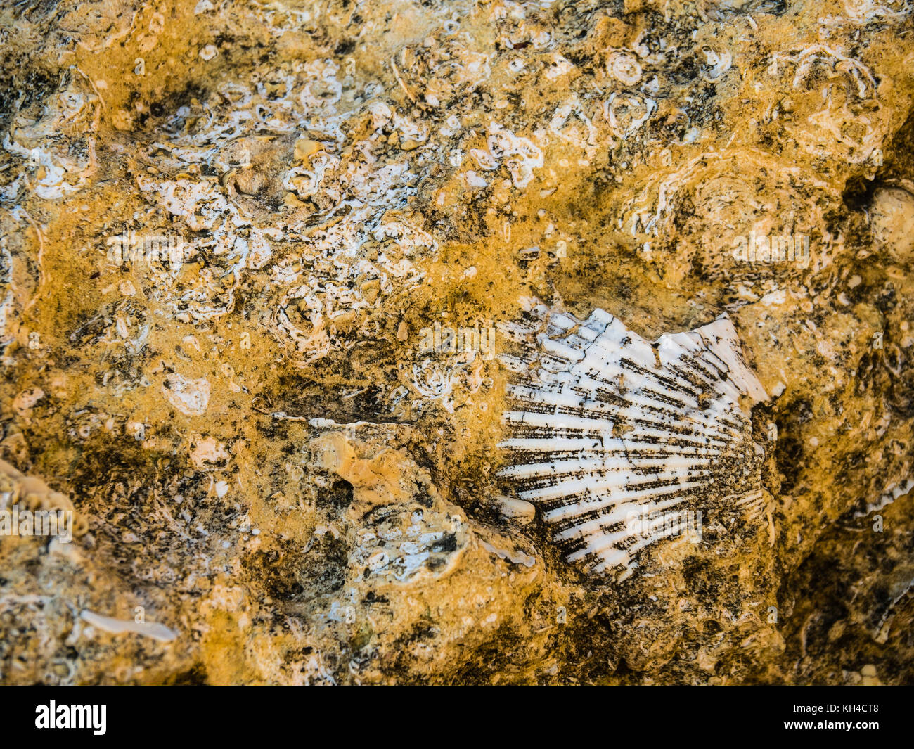 Shells trapped in layers of sandstone on the beach at Gale on the ...