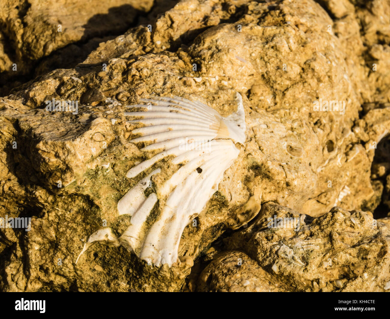 Shells trapped in layers of sandstone on the beach at Gale on the ...