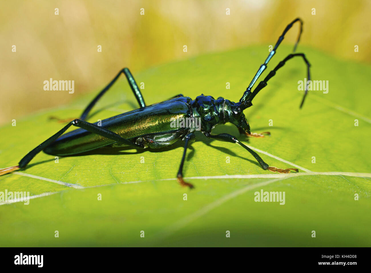 Long Horn Beetle, Cerambycidae, Corbett Tiger Reserve, Uttarakhand, India Stock Photo
