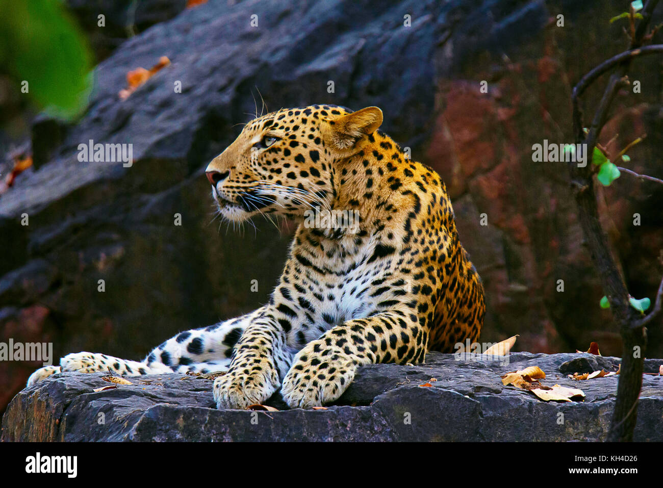 panthera-pardus-fusca-hi-res-stock-photography-and-images-alamy