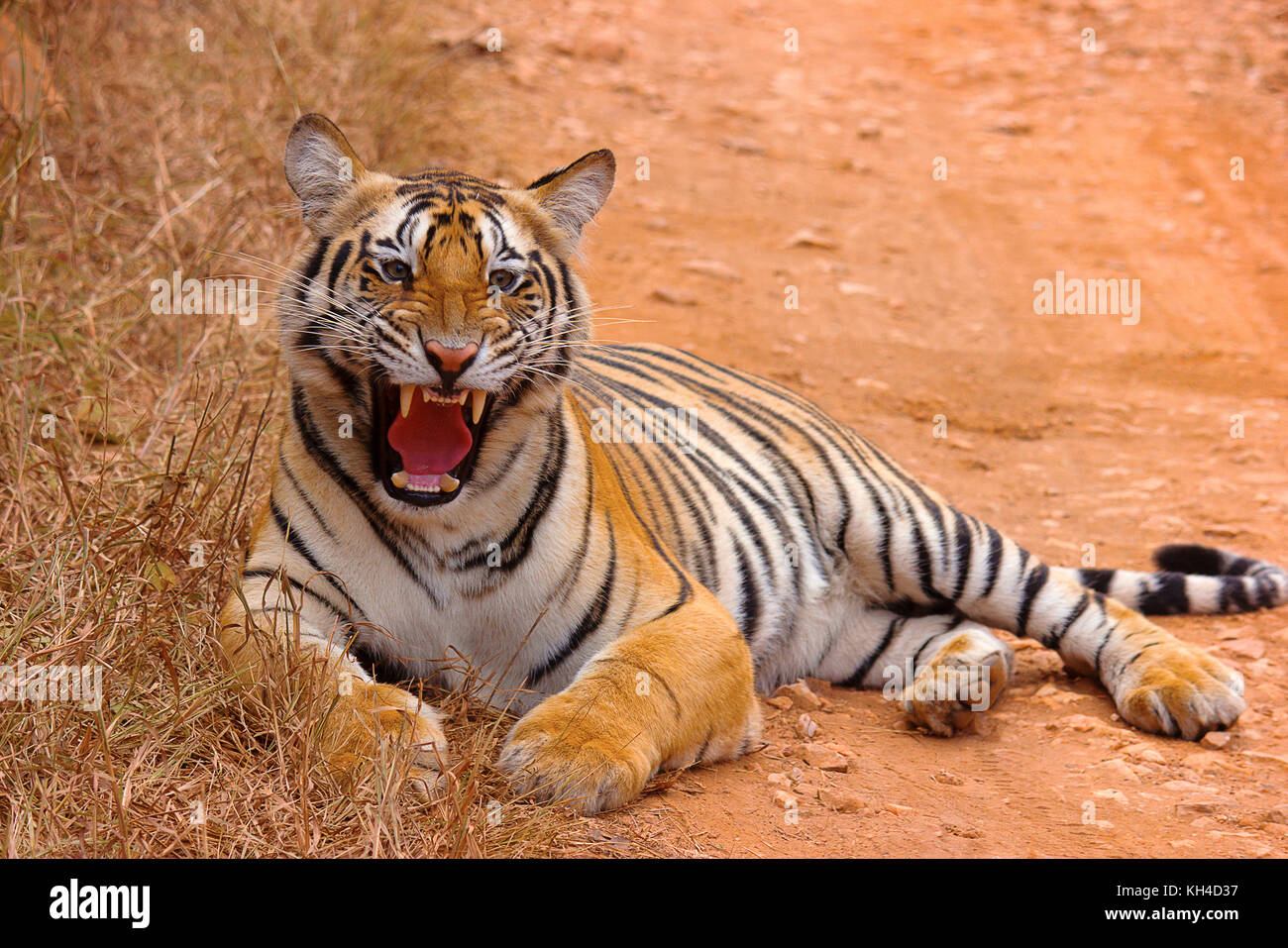 Tiger- Chandi female cub, Panthera tigris, Umred-Karhandla Sanctuary, Maharashtra, India Stock Photo