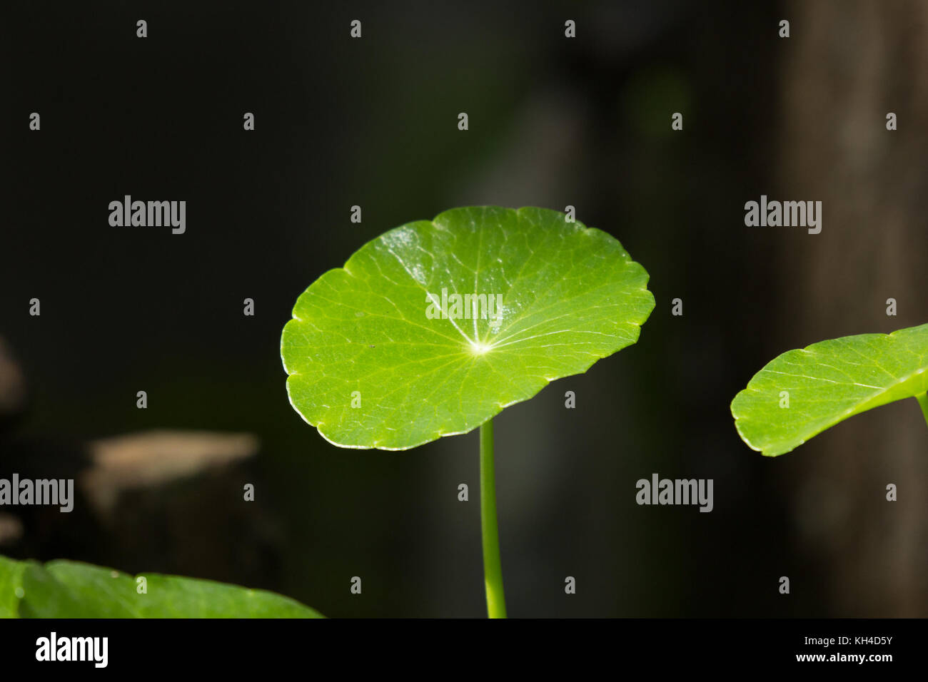 Close Up Green Leaf Of Gotu Kola Tree In Dark Background Stock Photo Close Up Green Leaf Of Gotu Kola Tree In Dark Background Stock Photo