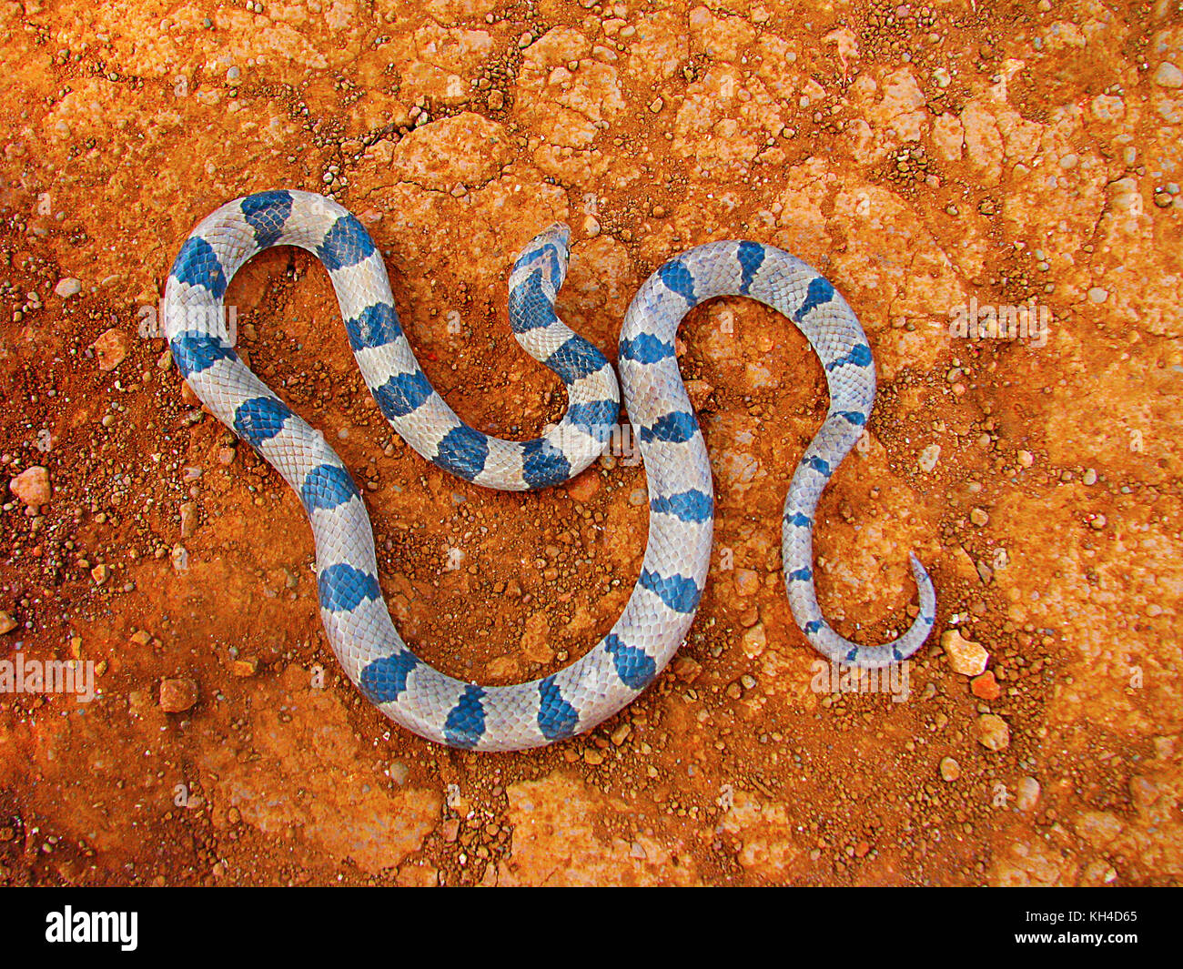 Eshakdagi qoshnining siki video