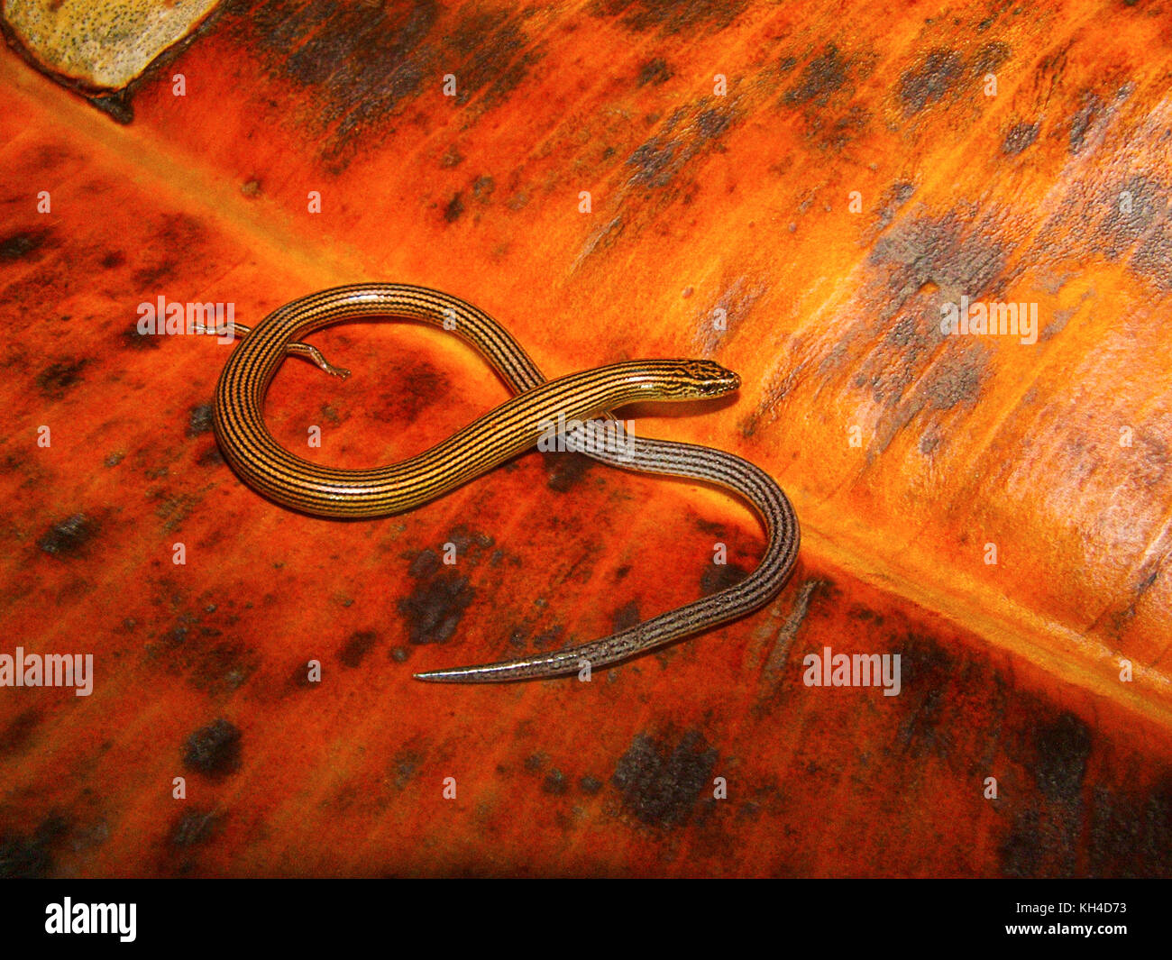 Lined Supple Skink, Lygosoma lineata, Pune, Maharashtra, India Stock Photo