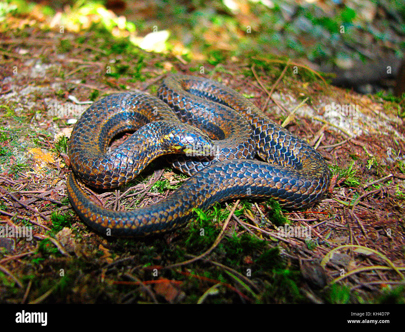Perrotet's Narrow Headed Snake, Xylophis perroteti, Mukhurthi, Karnataka, India Stock Photo