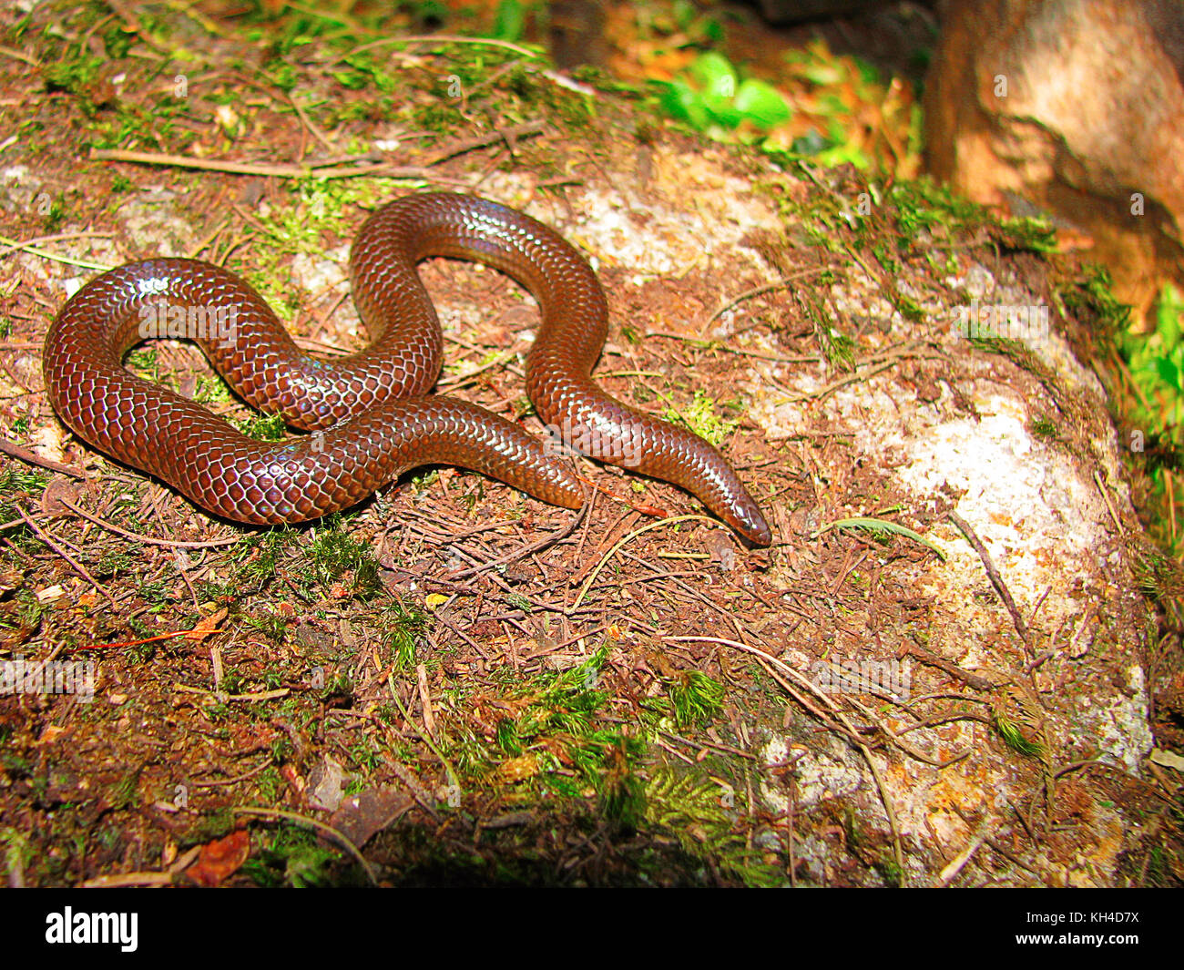 Perrotet’s Shieldtail Snake, Plectrurus perroteti , Mukhurthi, Karnataka, India Stock Photo