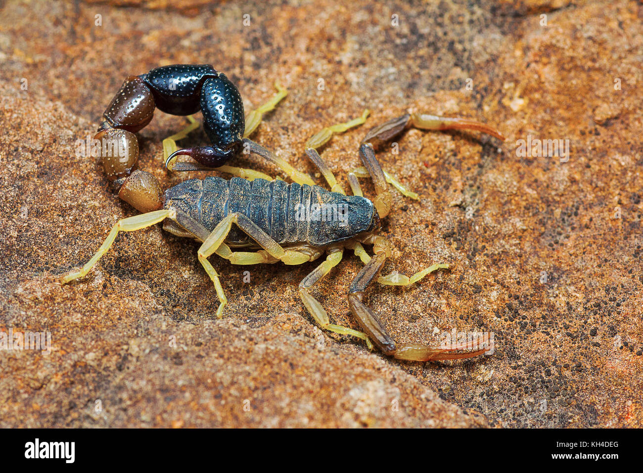 Bicolor Scorpion, Orthochirus bicolor, Saswad, Pune District, Maharashtra, India Stock Photo