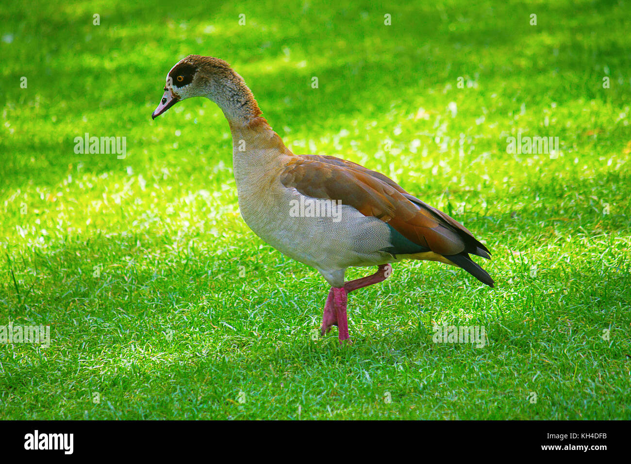 Egyptian Goose, Alopochen aegyptiaca, Kenya, Africa Stock Photo Alamy