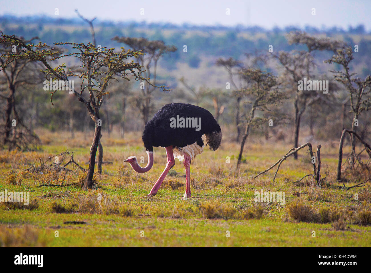 Ostrich, Male, Struthio camelus, Flightless bird, Kenya, Africa Stock Photo