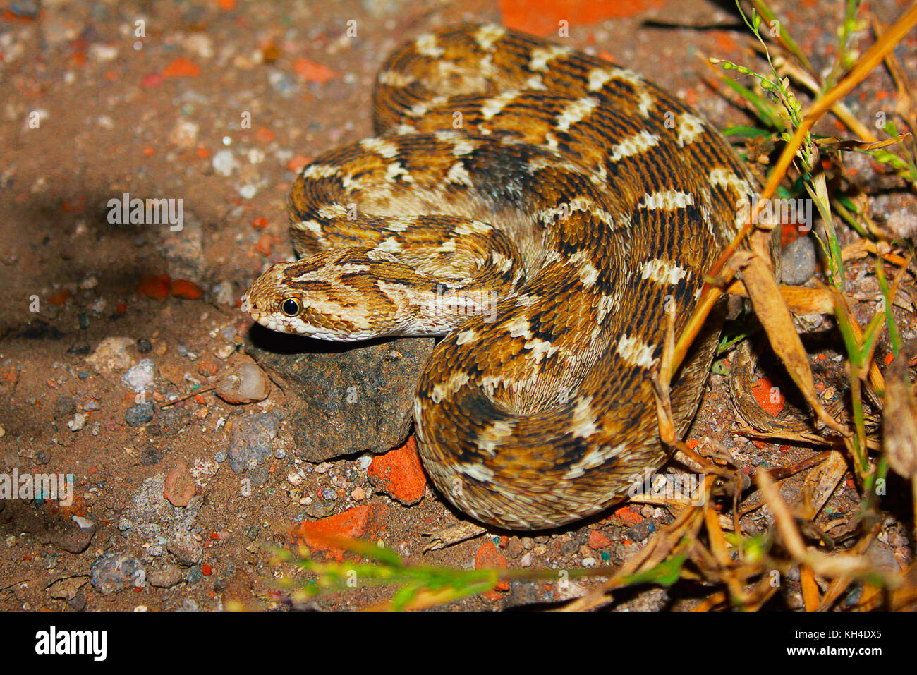 Schocker's Saw Scaled Viper, Echis carinatus sochureki, Jaisalmer, Rajasthan, India Stock Photo