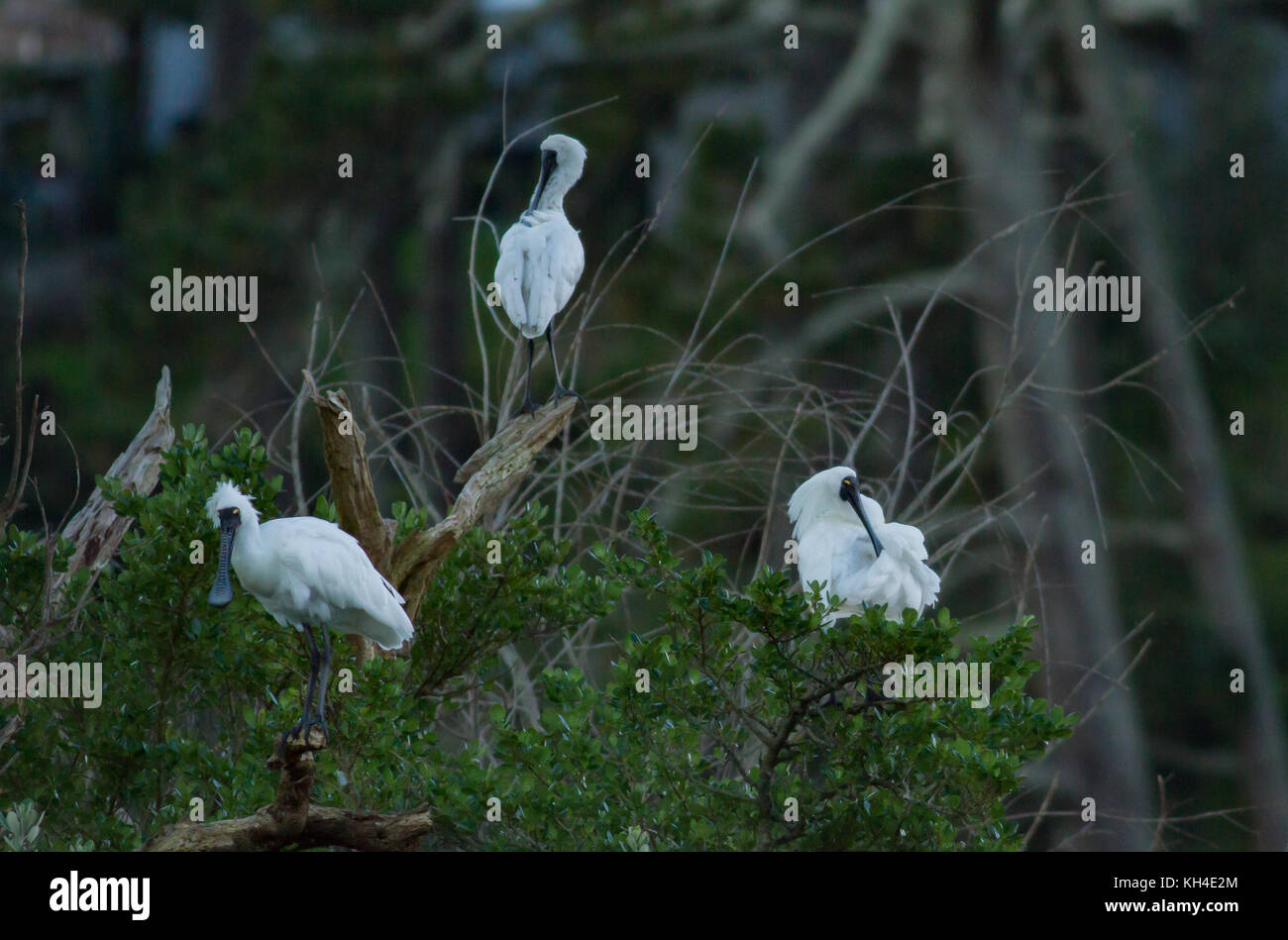 Adult royal spoonbill hi-res stock photography and images - Alamy