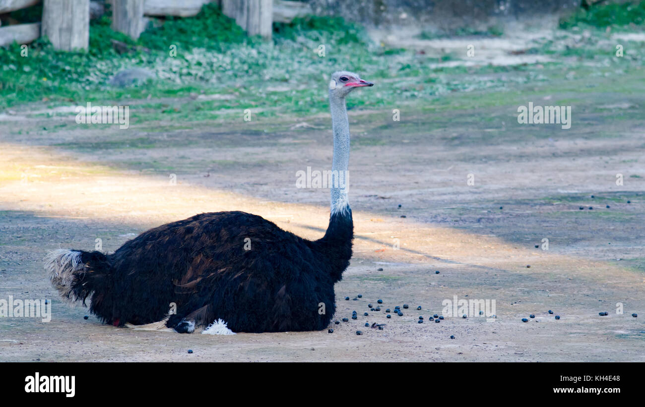 Ostrich passing by on a trot Stock Photo