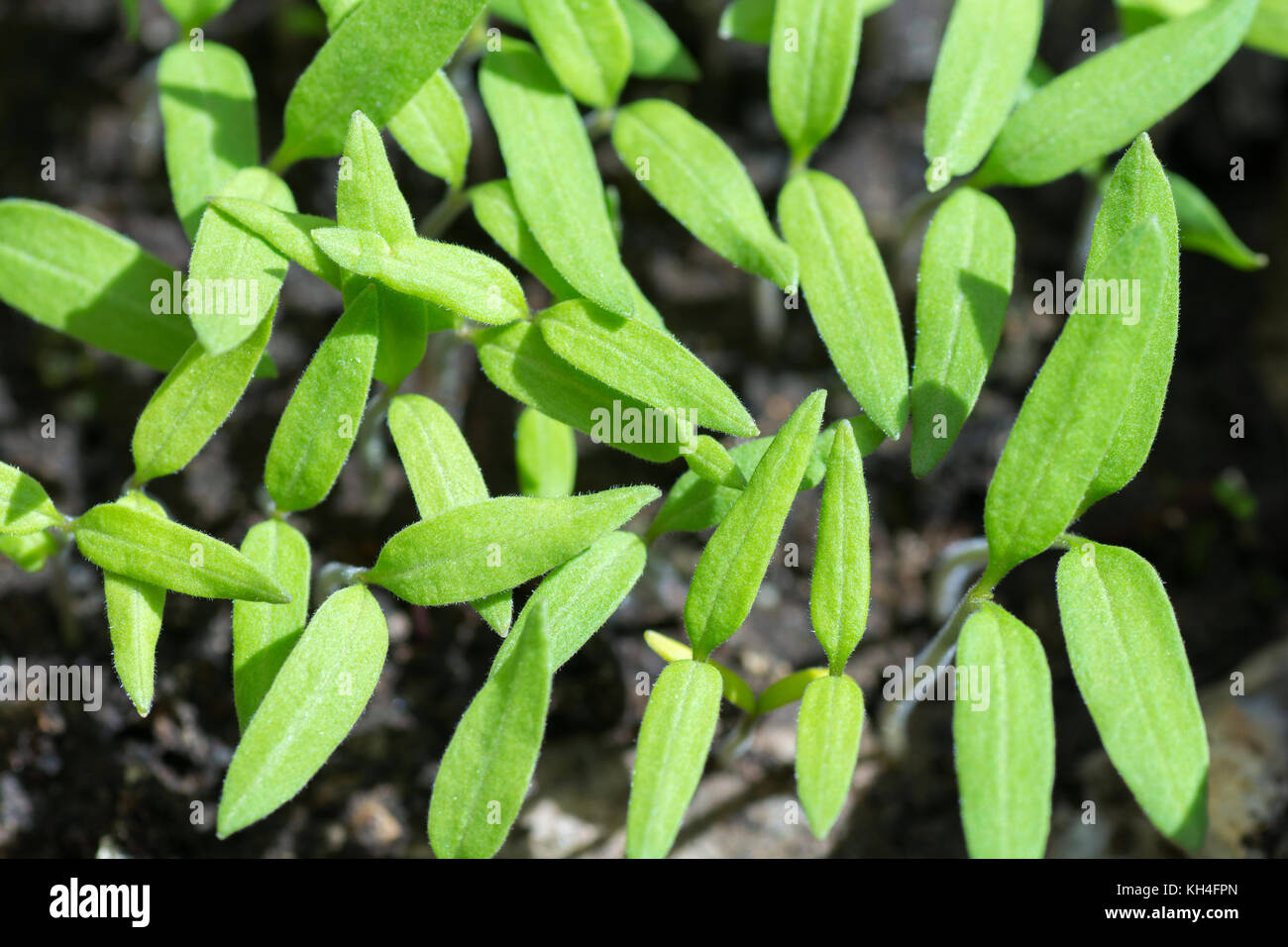 Green sprout growing out from soil on dark background. Stock Photo