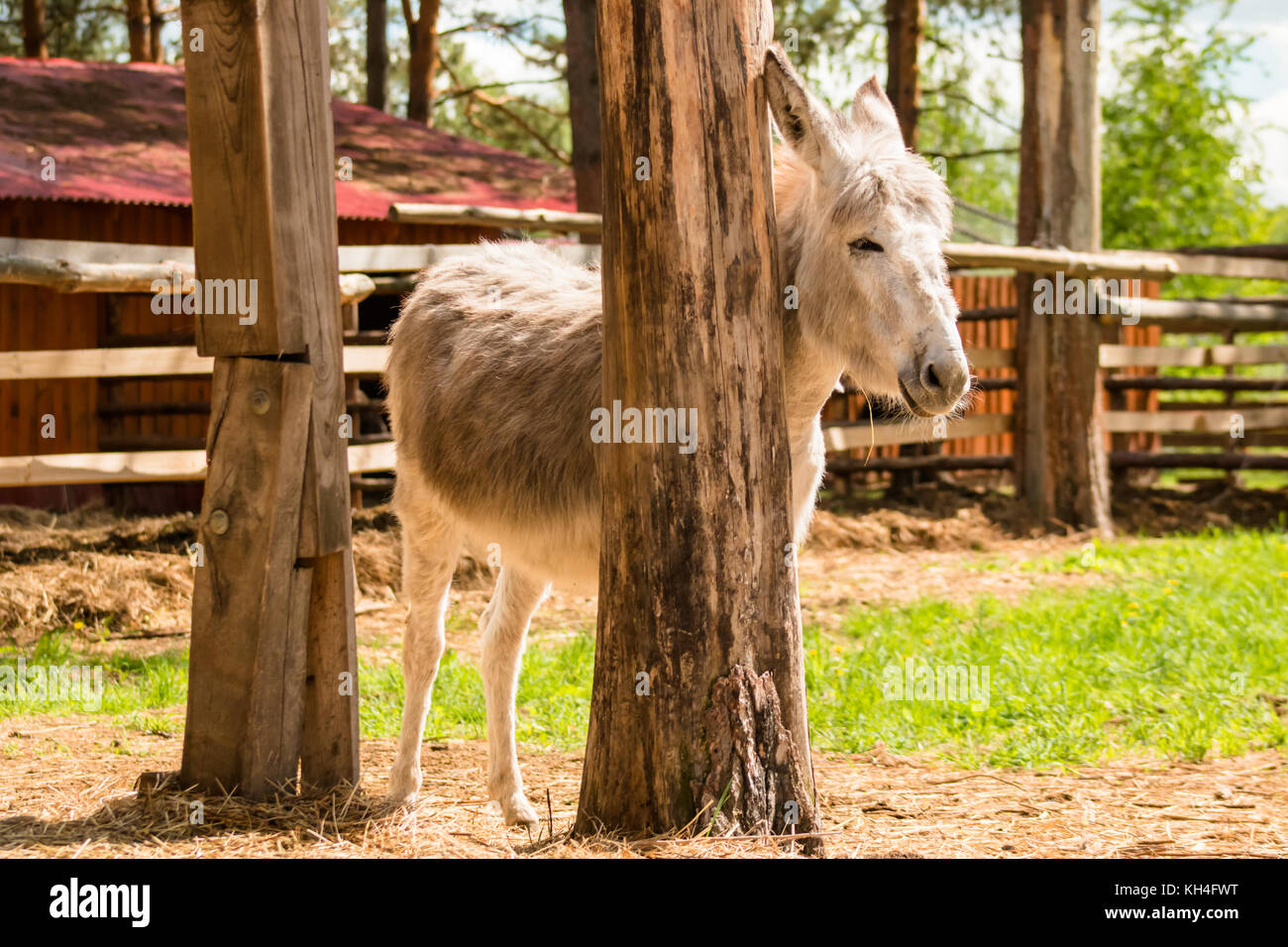 Mountain mule stands near a tree on a farm background close. Stock Photo