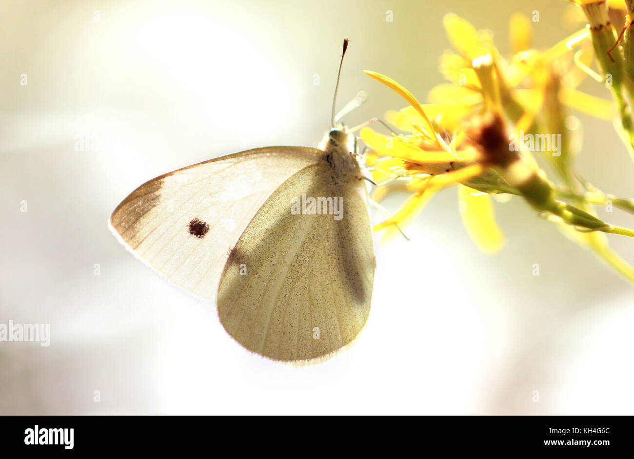 A Cabbage Small White Butterfly sips nectar from a wildflower in Austria. Diffused and blurry light sparkles in the background. Stock Photo