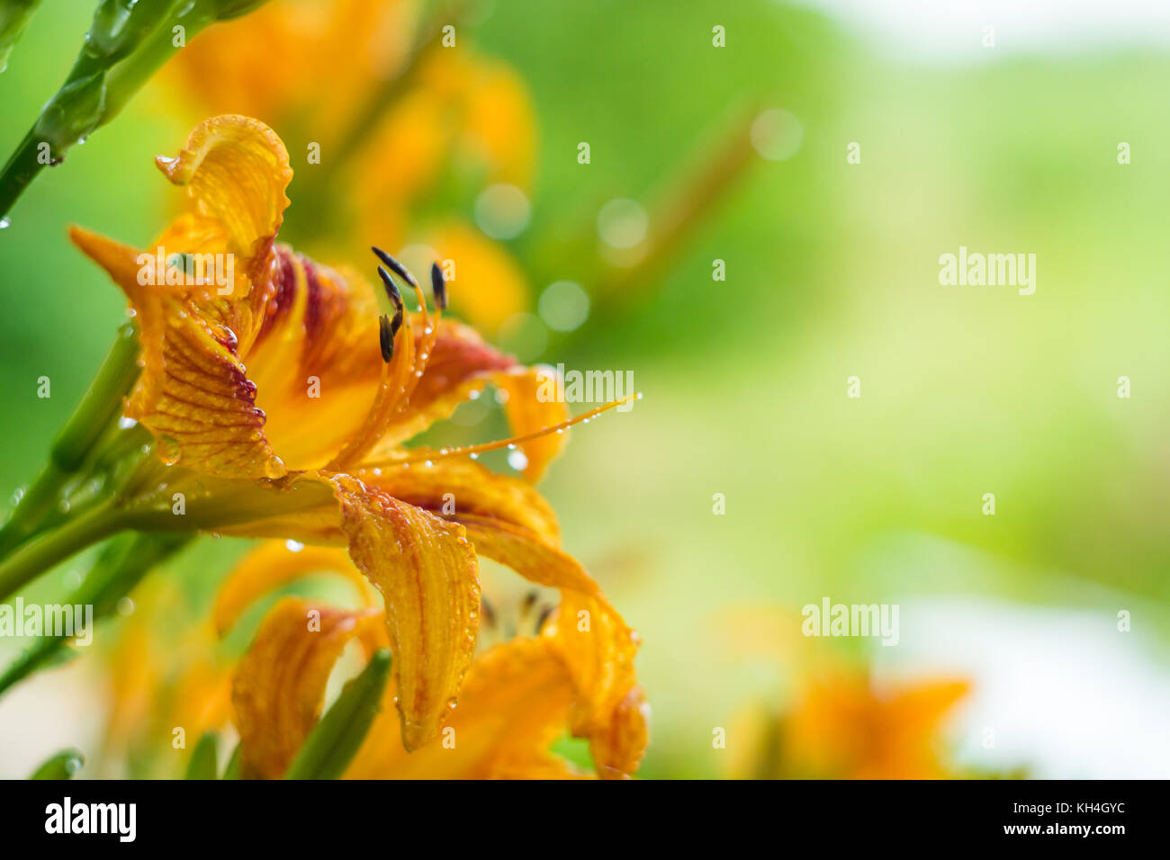 flowers summer South field Stock Photo