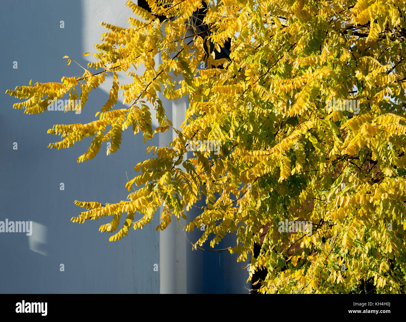 Robinia pseudoacacia Frisia tree in autumn, UK Stock Photo