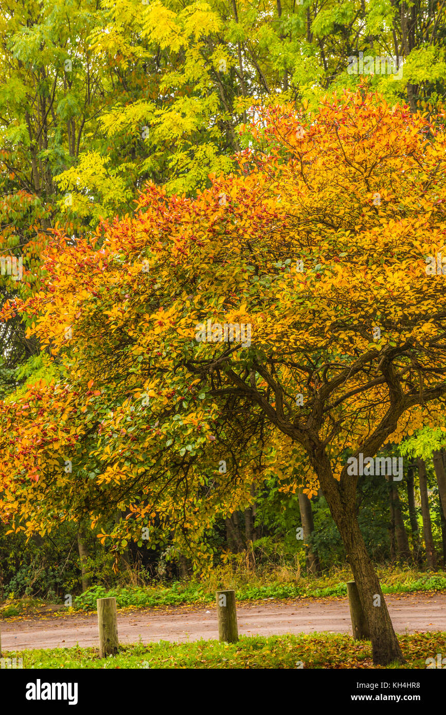season of the tree Ray Boswell Stock Photo