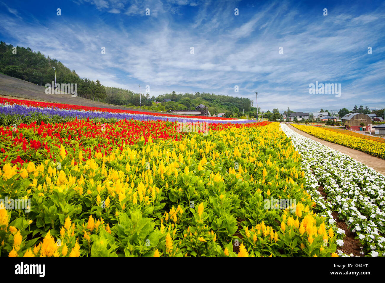 Field of Flowers (Kamifurano) Hokkaido Japan Poster Print - 48 x 16