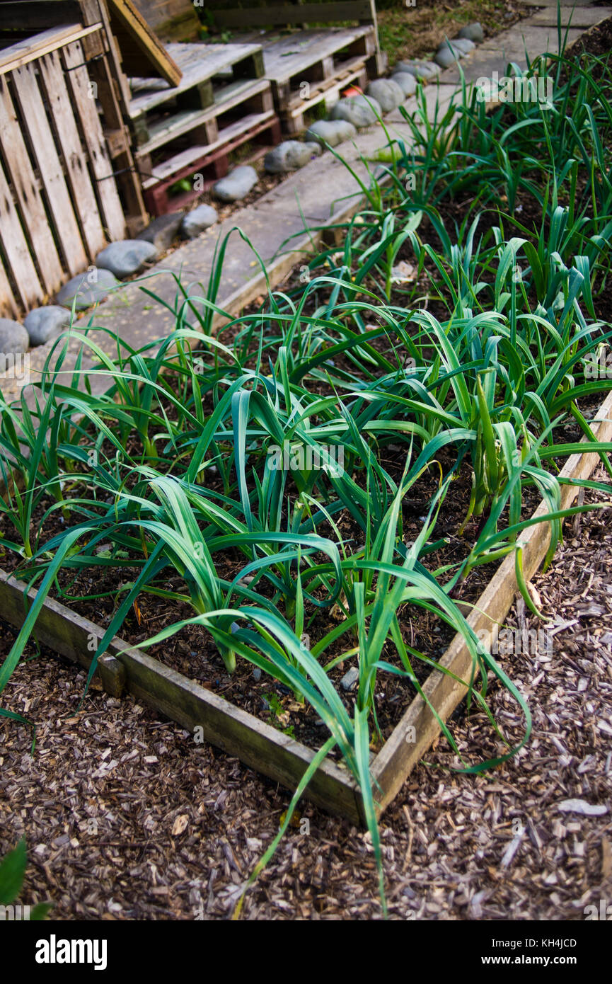 A bed of leeks groowing on an allotment garden, Aberystwyth Wales UK Stock Photo
