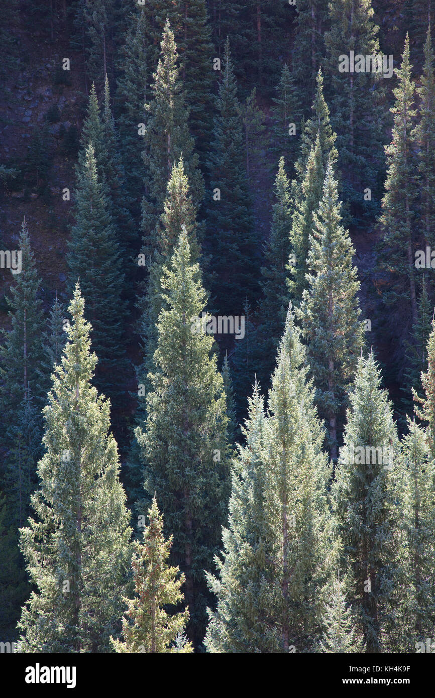 Sunlit fir trees in Kebler Pass Crested Butte Colorado Stock Photo