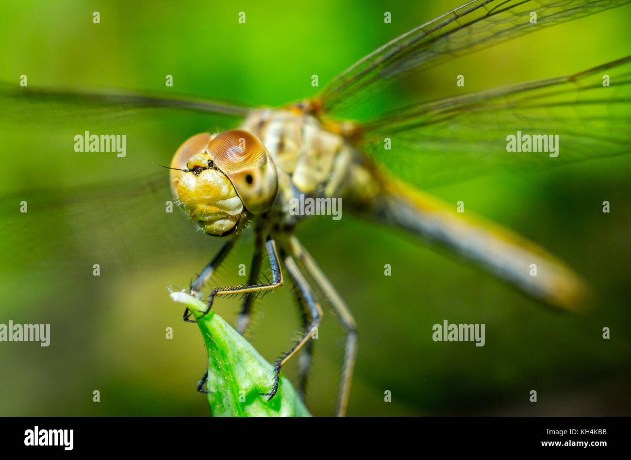 dragonfly on a grass background Stock Photo - Alamy