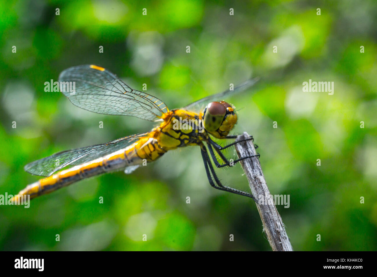 dragonfly on a grass background Stock Photo - Alamy