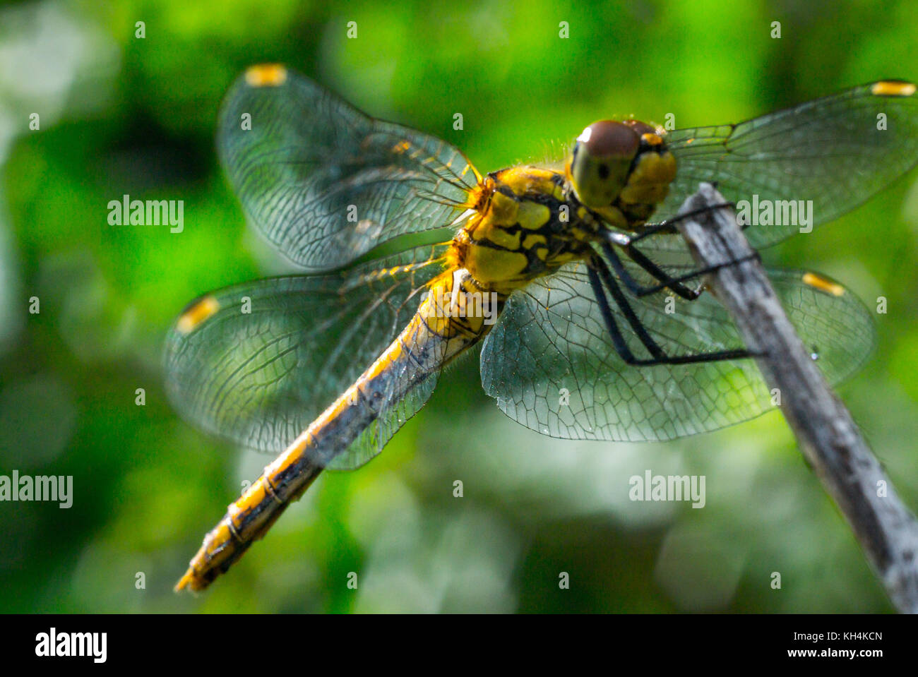 dragonfly on a grass background Stock Photo - Alamy