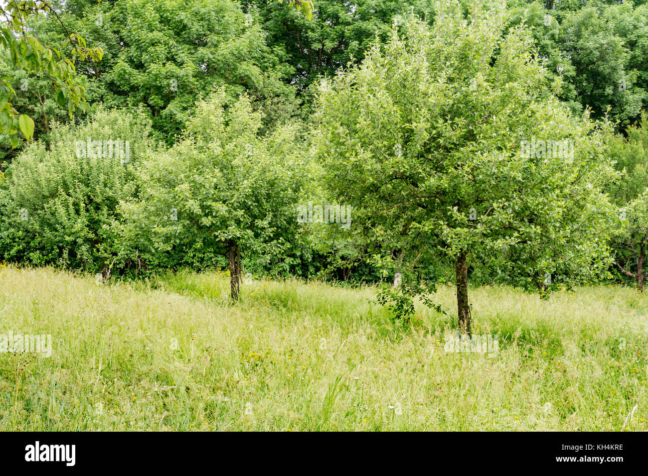 sunny woodside scenery with fruit trees  at summer time in Southern Germany Stock Photo