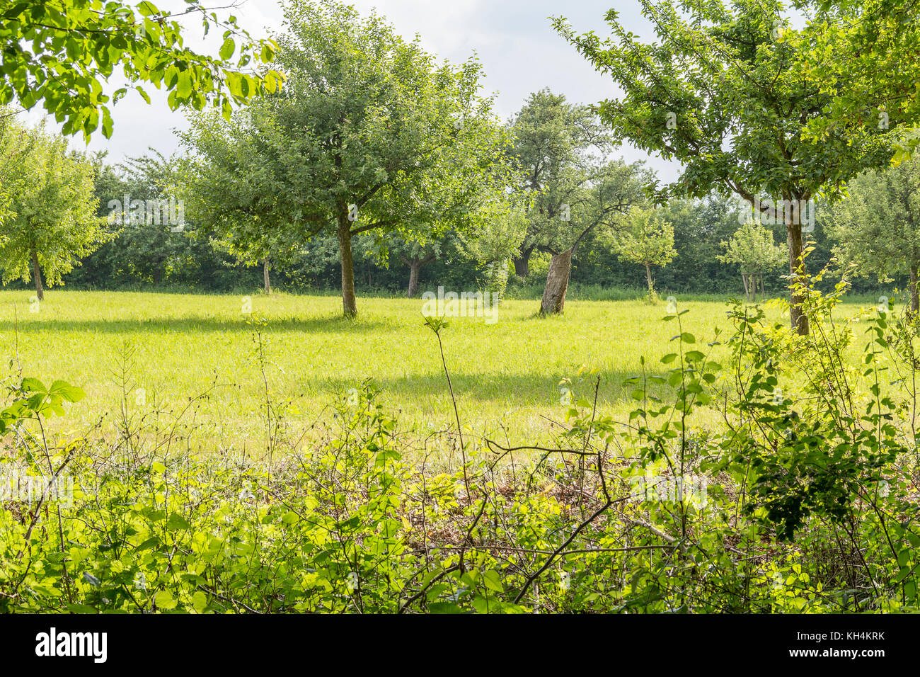 sunny woodside scenery with fruit trees  at summer time in Southern Germany Stock Photo