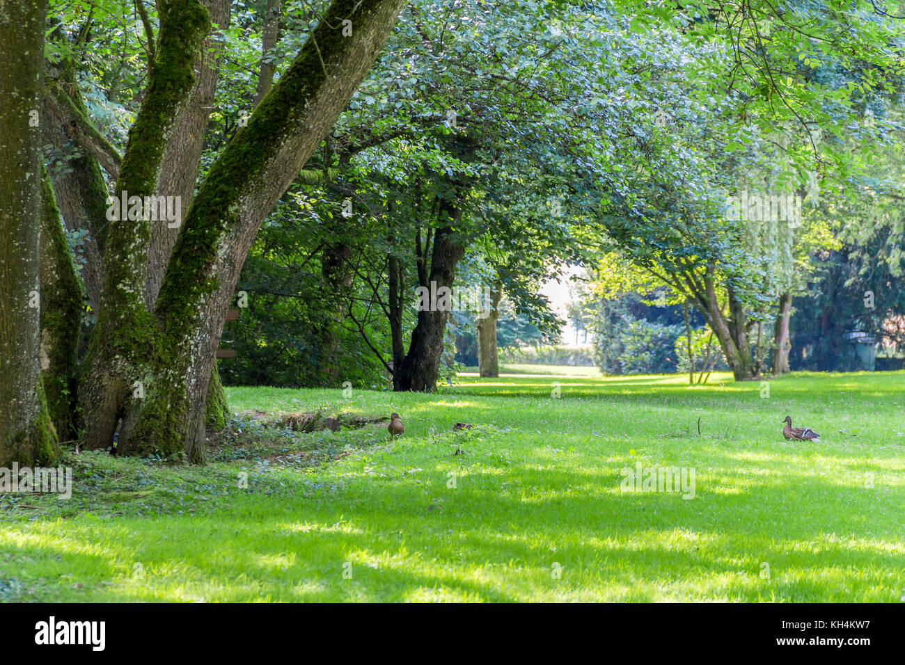 sunny illuminated idyllic park scenery at summer time Stock Photo