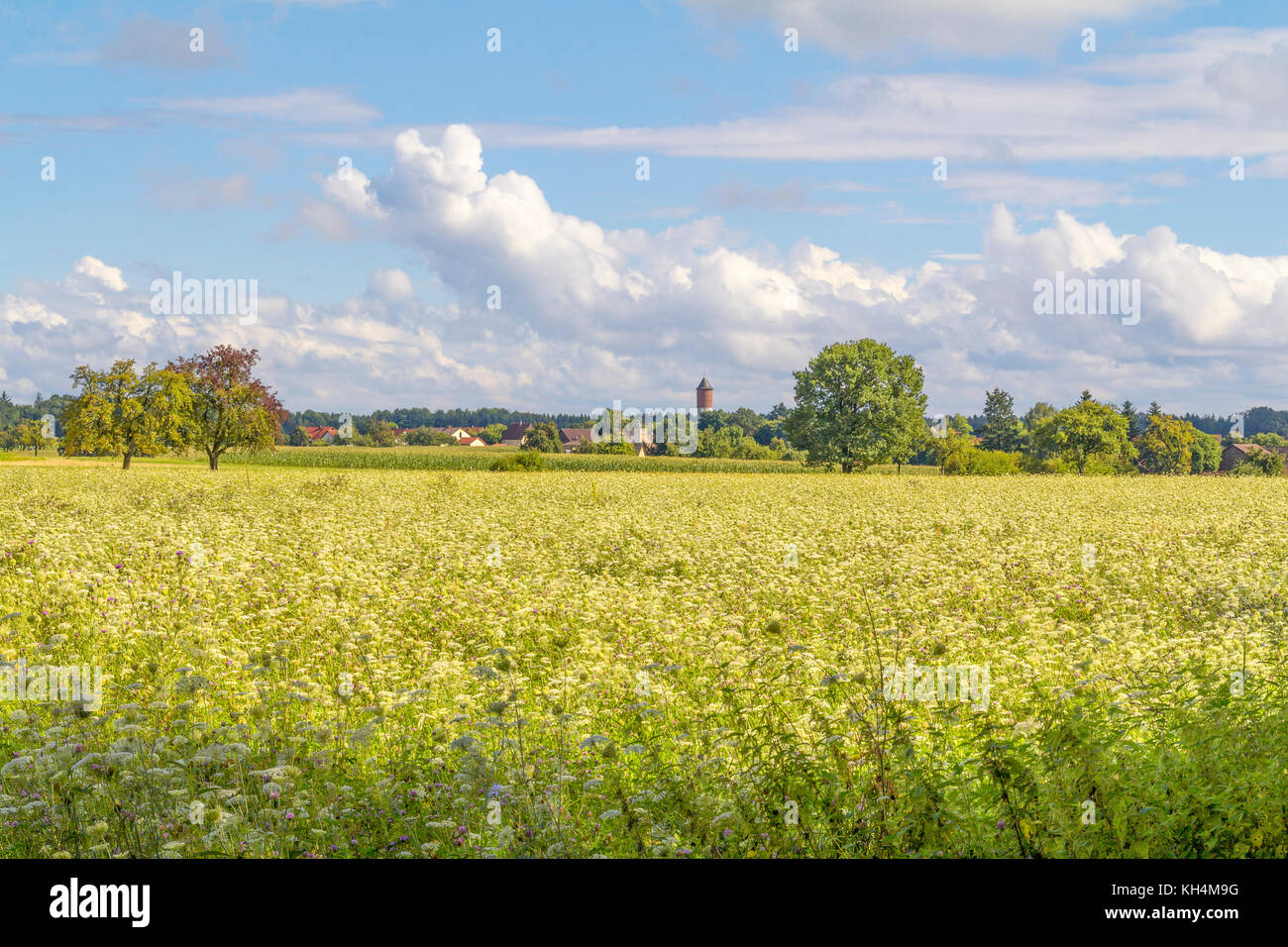 rural agricultural scenery in Hohenlohe, a area in Southern Germany Stock Photo