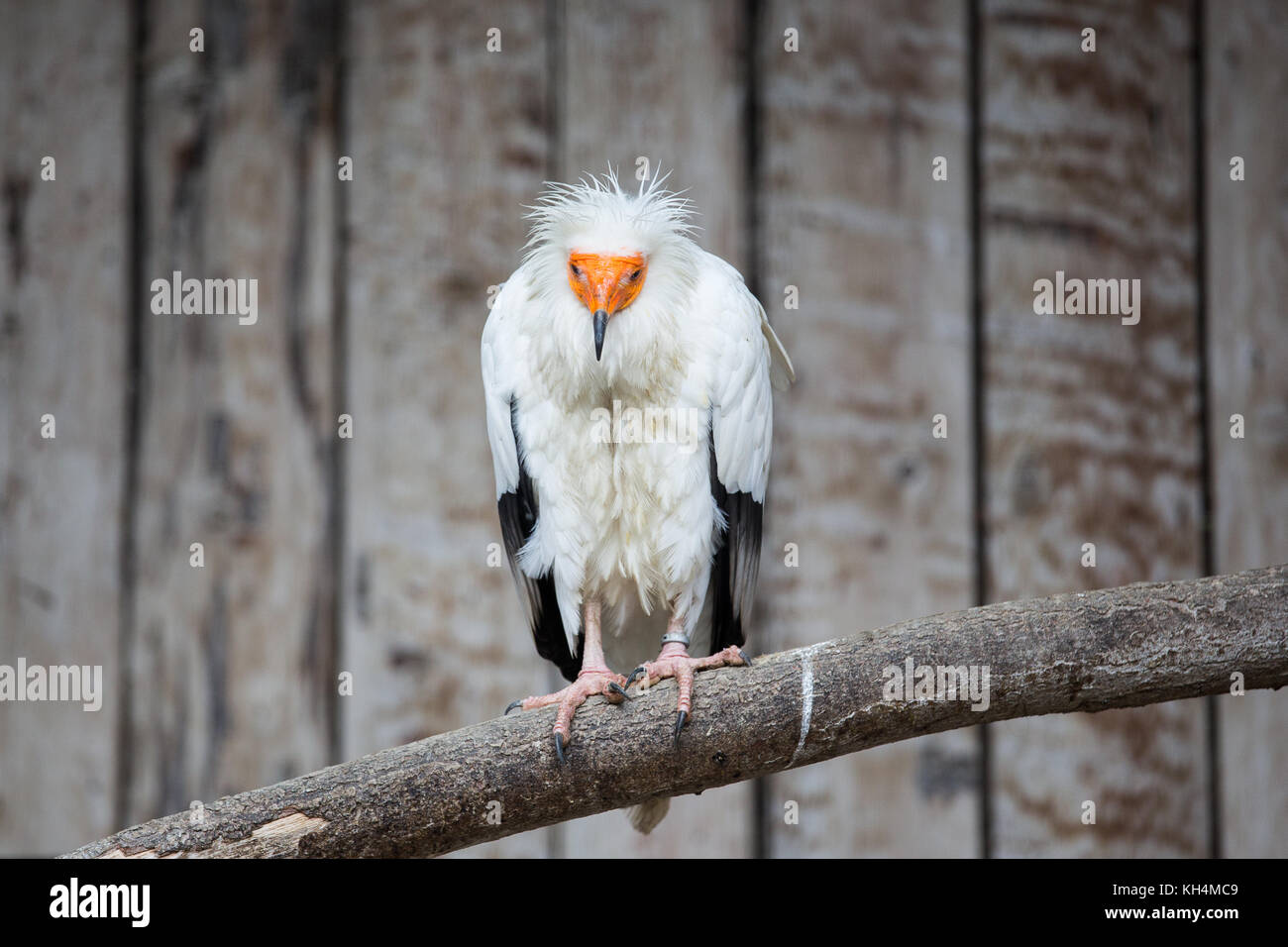 Vulture Face Portrait Hi-res Stock Photography And Images - Alamy