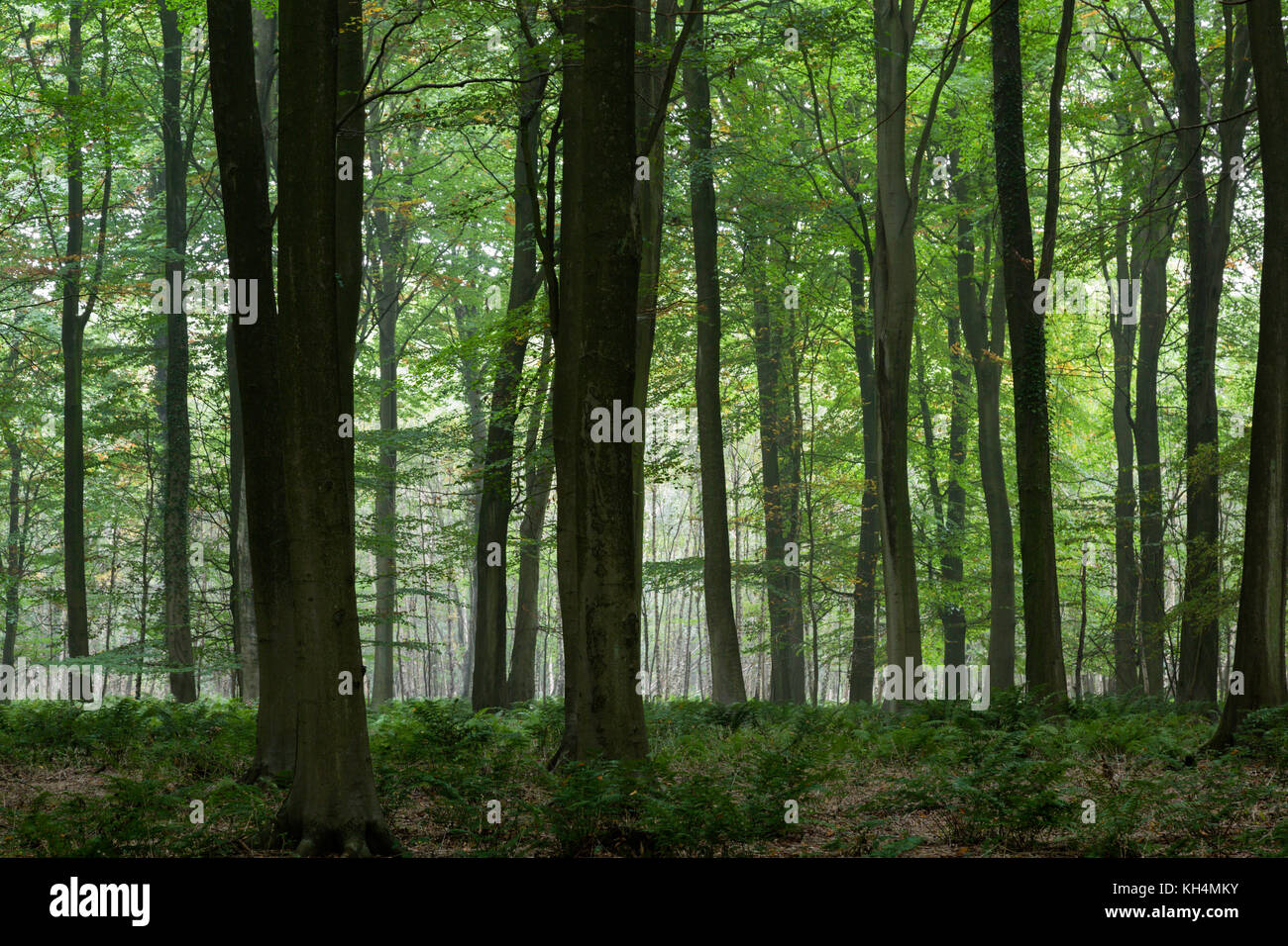 King's Wood, Challock, Kent Stock Photo Alamy