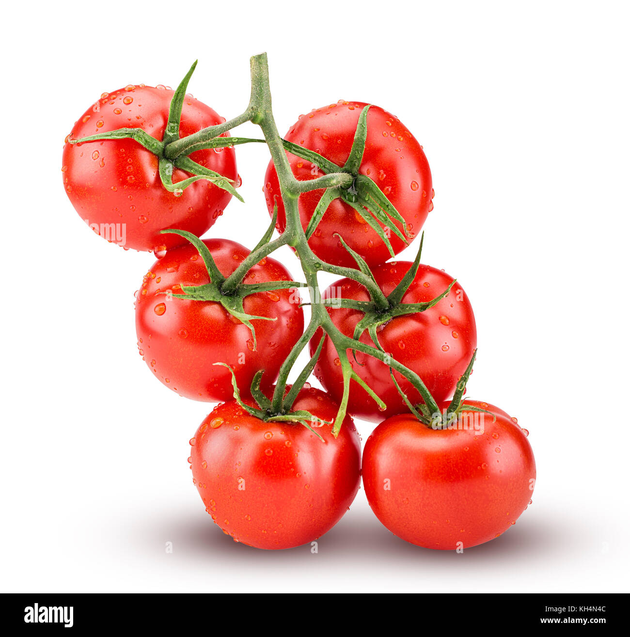 Big branch of fresh red tomato with green leaves with water drops isolated on white background Clipping Path. Full depth of field. Stock Photo