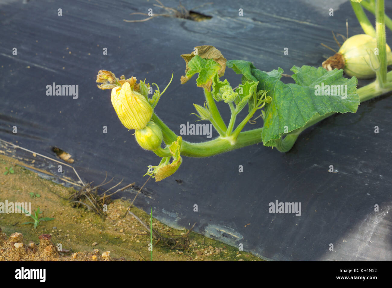 YOUNG GREEN PUMPKING GROWING ON VINE IN FIELD Stock Photo - Alamy