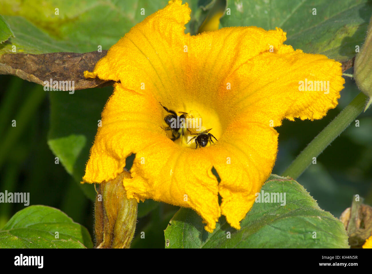 CLOSE UP OF PUMPKIN FLOWER WITH BEES Stock Photo Alamy