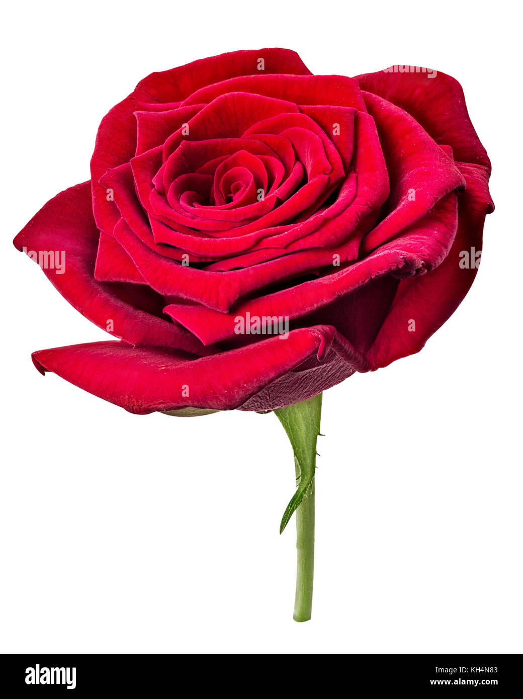 Fresh red rose flower isolated on white background. Clipping Path. Full  depth of field Stock Photo - Alamy